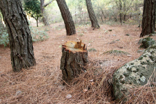 Best Commercial Tree Services  in Torrington, CT