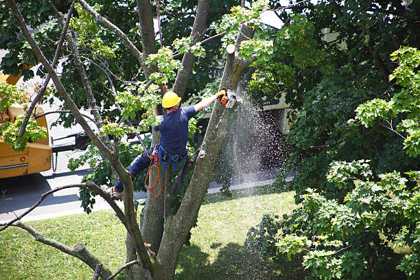 Best Tree Maintenance Programs  in Torrington, CT
