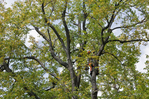 Best Fruit Tree Pruning  in Torrington, CT